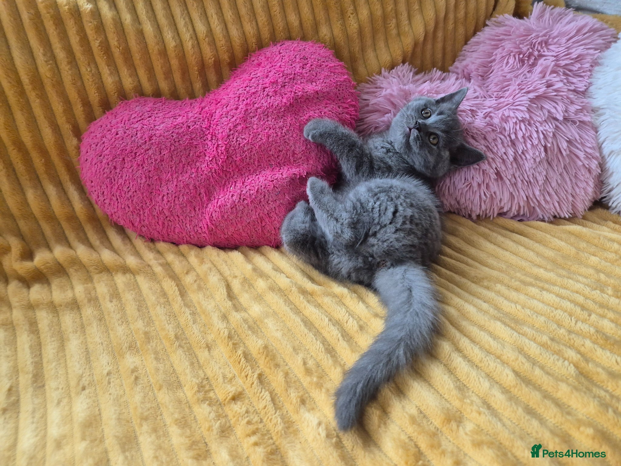 British Shorthair cats From GCCF Pedigree Parents, gorgeous BSH Kittens  - Advert 2