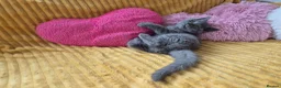 British Shorthair cats for sale:  Ready! GCCF parents with champions in line,BSH  - Advert 8