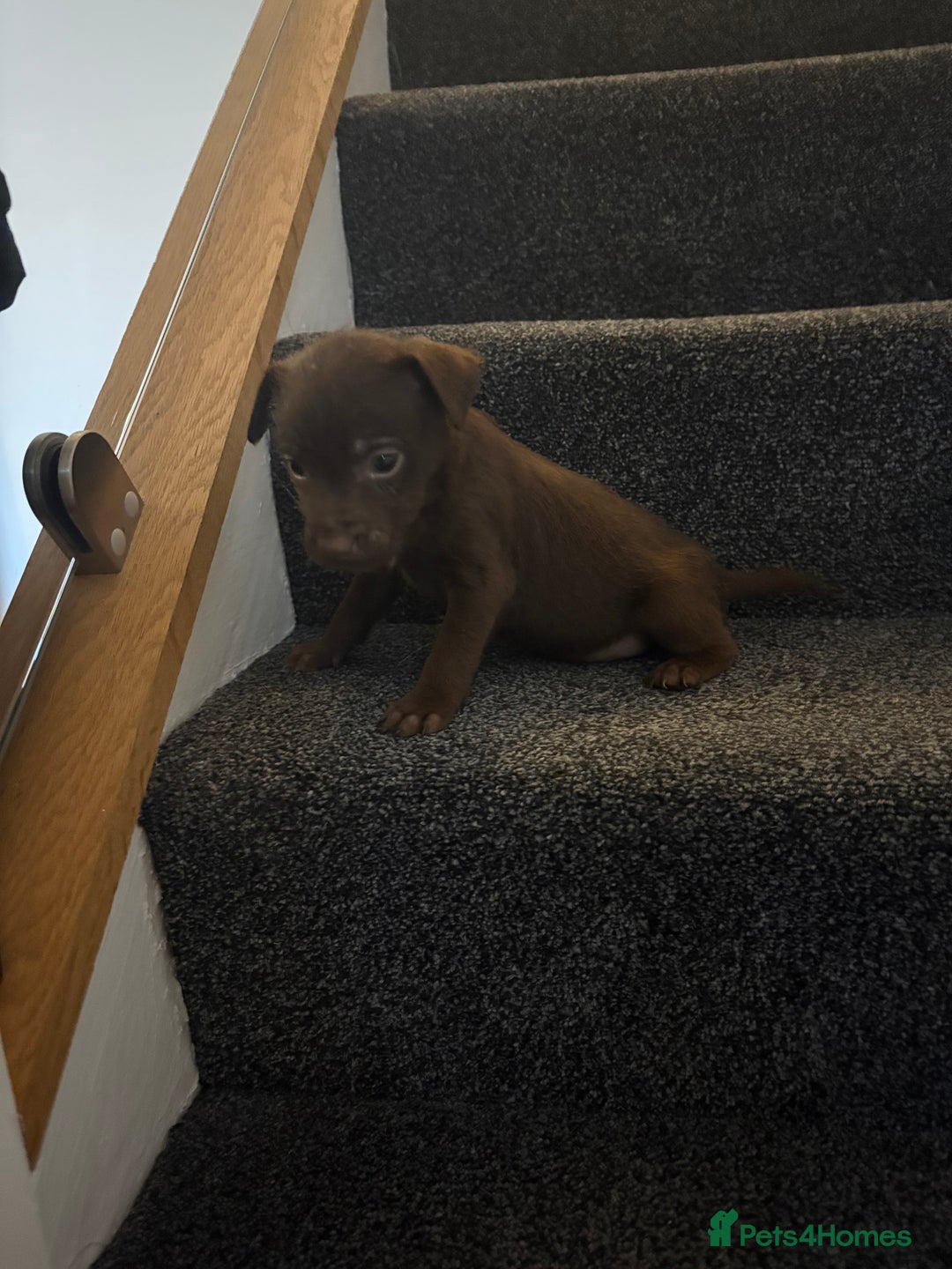 Patterdale Terrier dogs for sale: Patterdale Terrier pups  - Advert 1