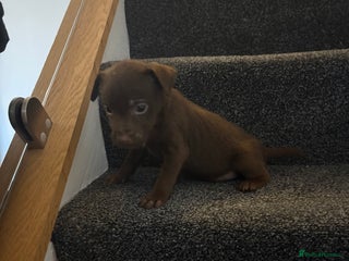 Patterdale Terrier dogs Patterdale Terrier pups - Advert 2