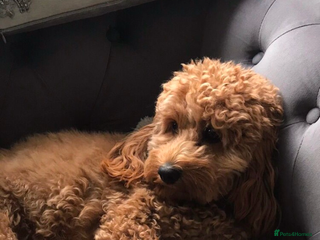 Cavapoochon dogs Beautiful Cavapoochon puppies - Advert 7