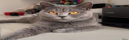 British Shorthair cats for sale: Lovely GCCF Active Queen – Ready for Her New Home - Advert 8