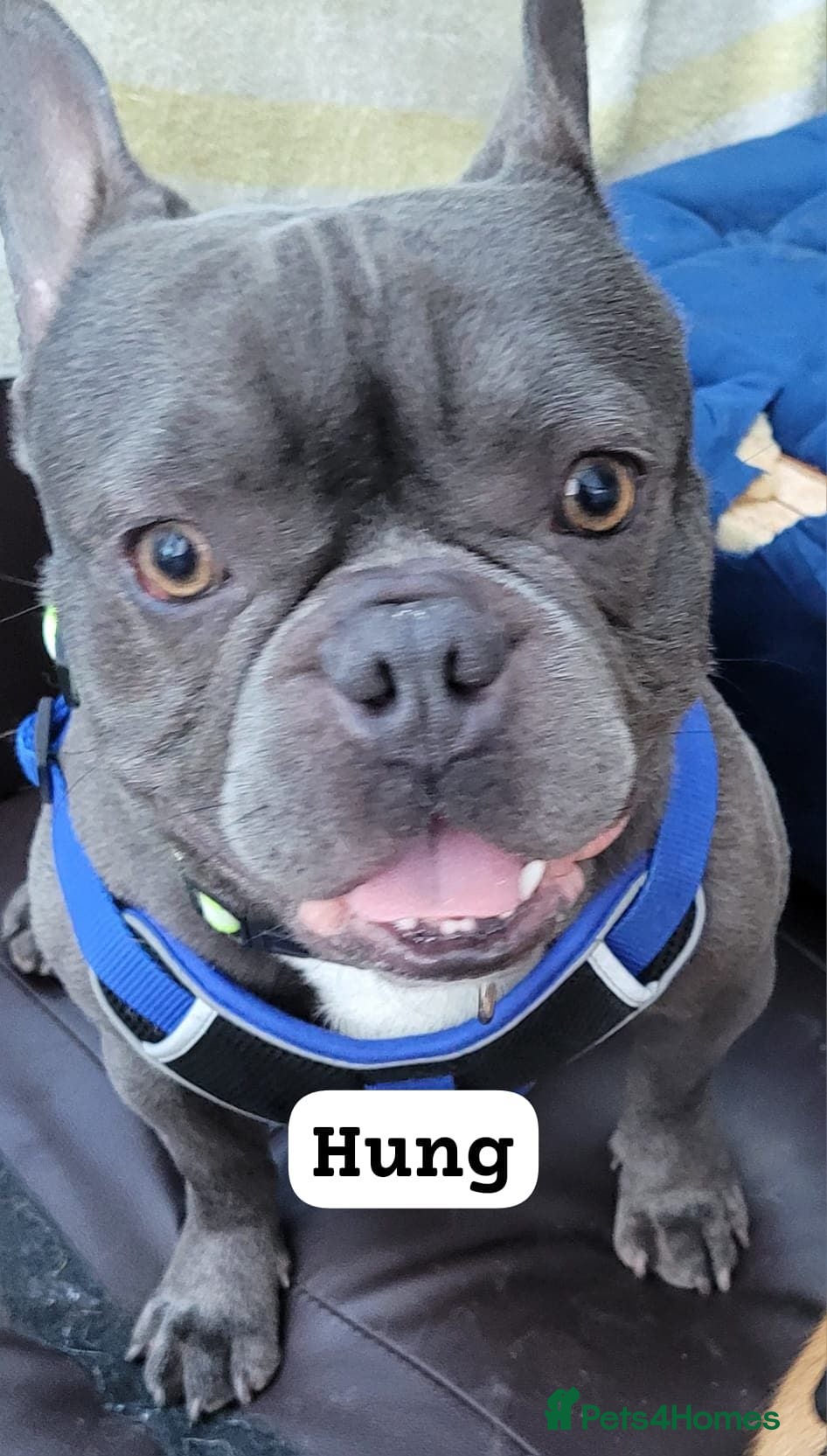 French Bulldog dogs Loving French Bulldog Looking for a New Home - Advert 1