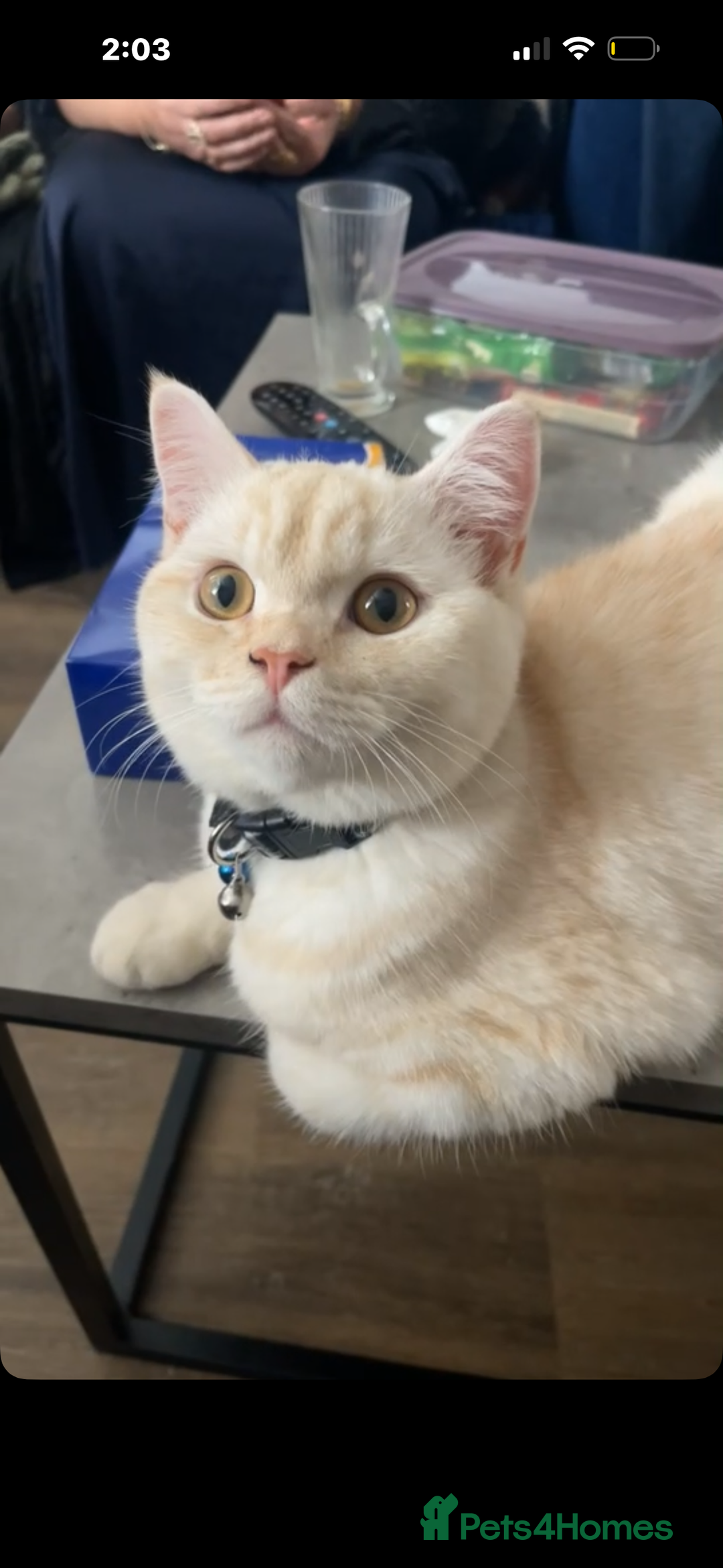 British Shorthair cats for sale: BRITISH SHORTHAIR X CHINCHILLA (FREE) - Advert 2