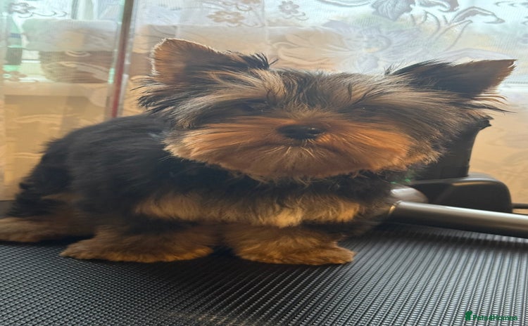 Yorkshire Terrier dogs - Advert 14