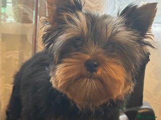 Yorkshire Terrier dogs KC Pure breed yorkshire terrier - Advert 18