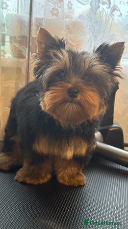 Yorkshire Terrier dogs - Advert 14