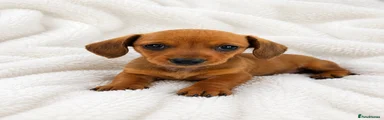 Miniature Dachshund Puppy 1