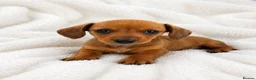 Miniature Dachshund dogs for sale: Kc reg pra clear - Advert 20