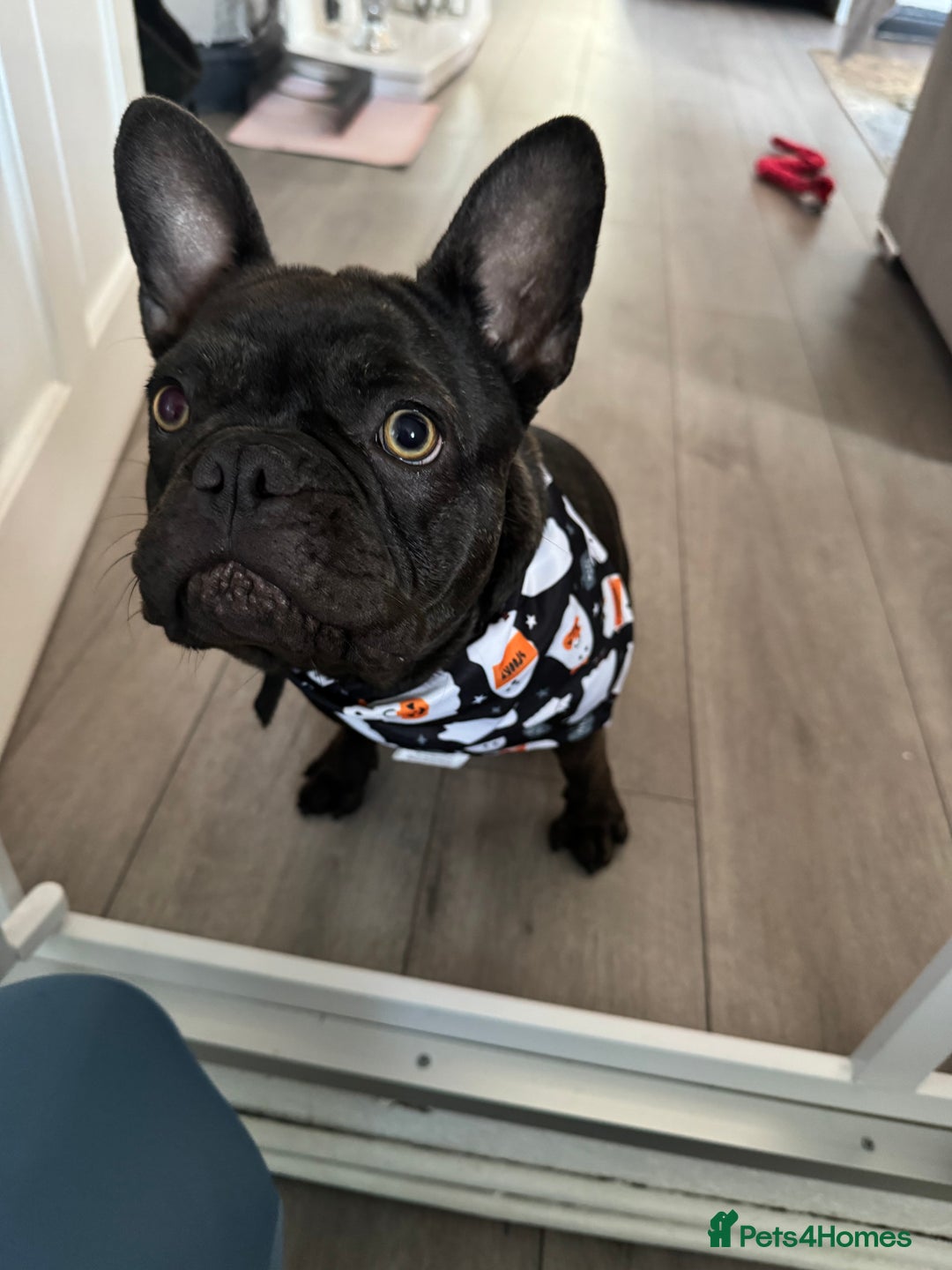 French Bulldog dogs for sale: Storm the French bulldog  - Image 3
