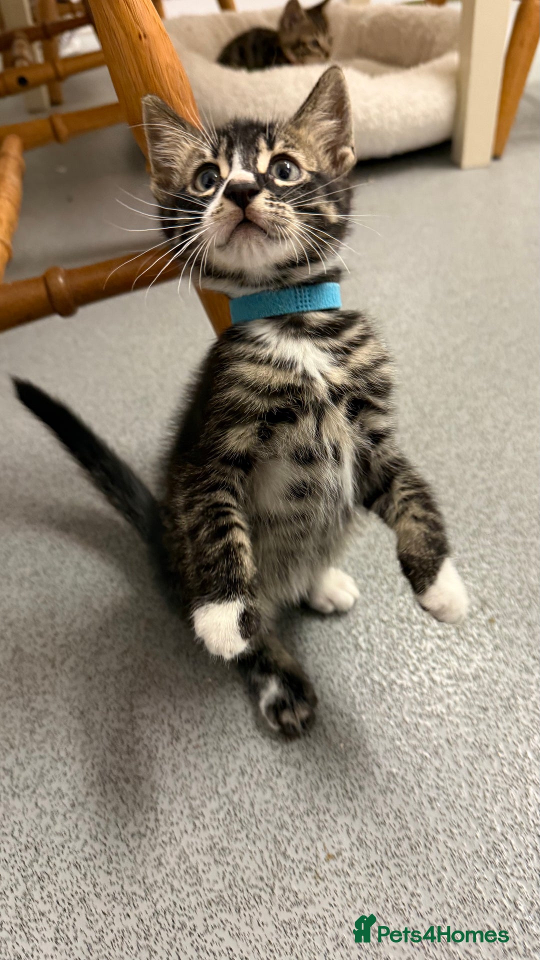 Mixed Breed cats for sale: Male kitten - Advert 8