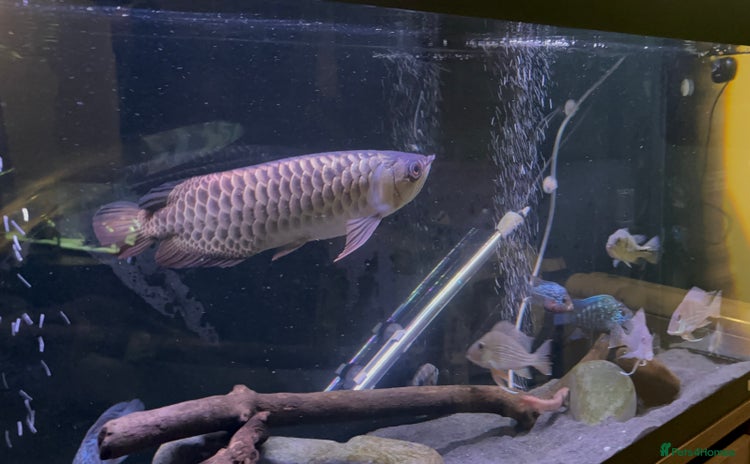 Other/Mixed Breed fish - Advert 2
