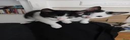 Mixed Breed cats for sale: Kittens to be rehomed in Wolverhampton - Advert 3