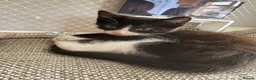 Mixed Breed cats for sale: Black and white kittens  in Burton-on-Trent - Advert 4