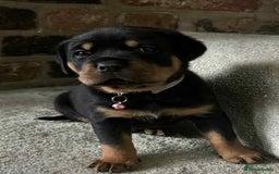 Rottweiler dogs for sale: Beautiful Rottweiler puppies  - Image 19