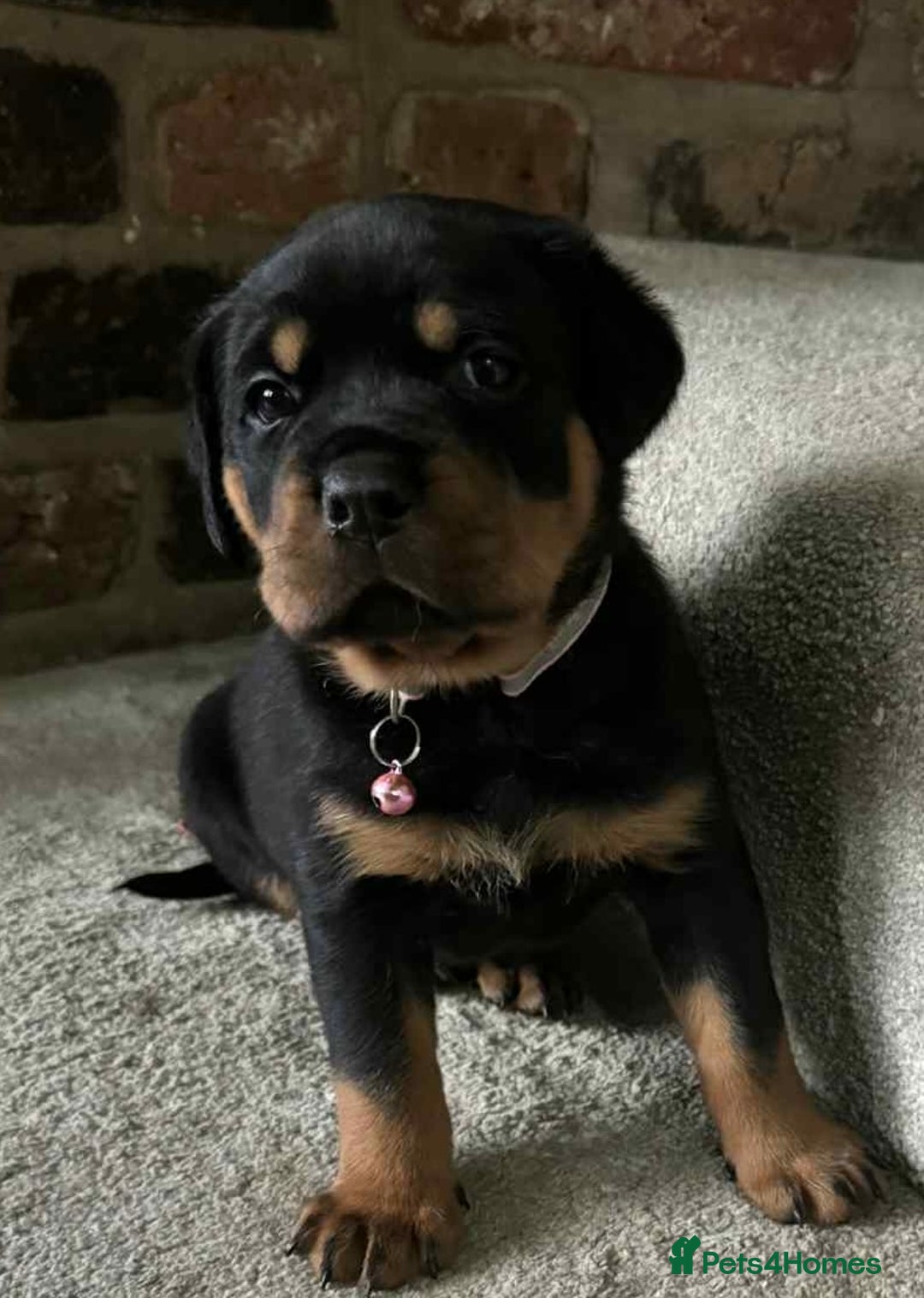 Rottweiler dogs for sale: Beautiful Rottweiler puppies  - Image 19