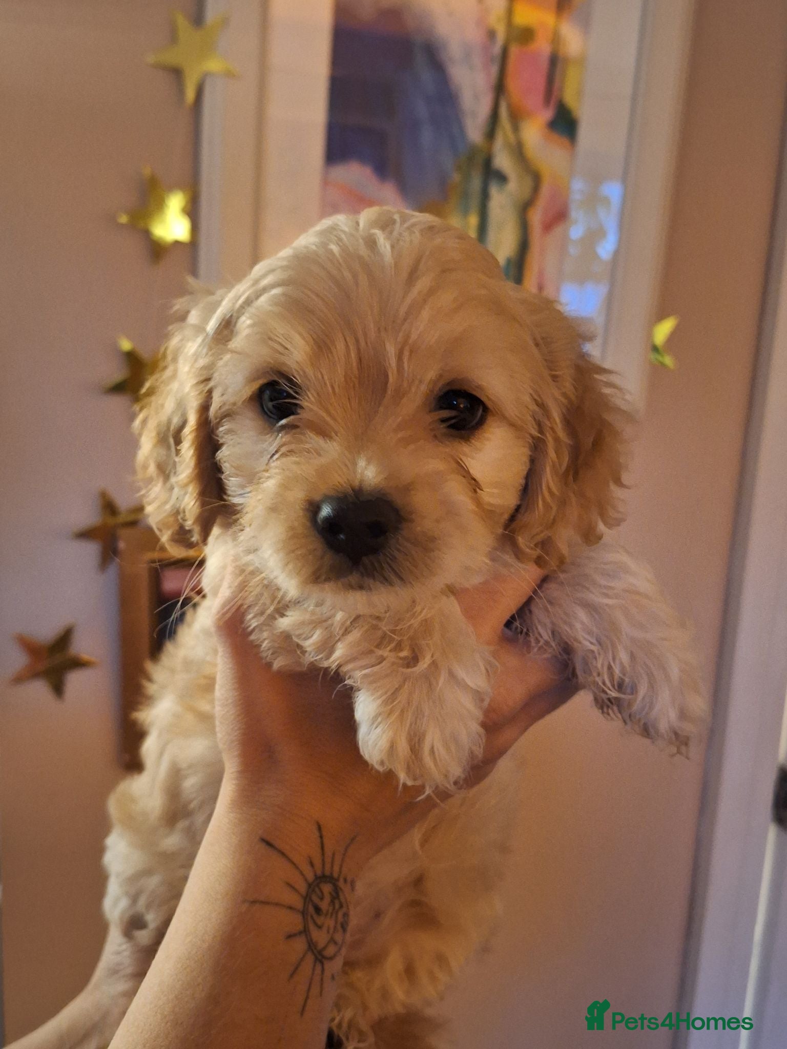 Mixed Breed dogs 3 Beautiful Maltipoo Puppies  - Advert 1