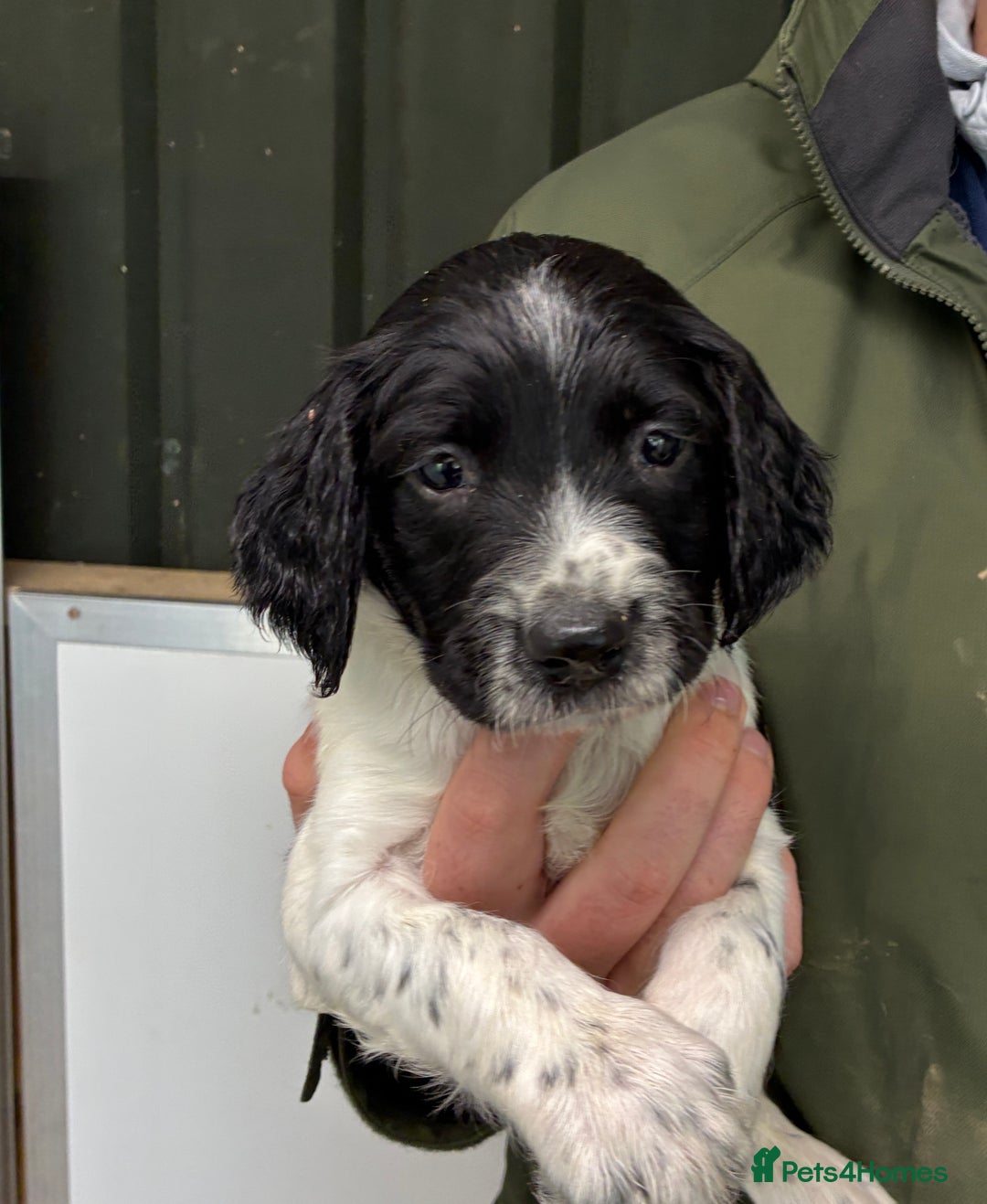 English Springer Spaniel dogs for sale: 5 Star Council Registered Breeder litter - Image 5