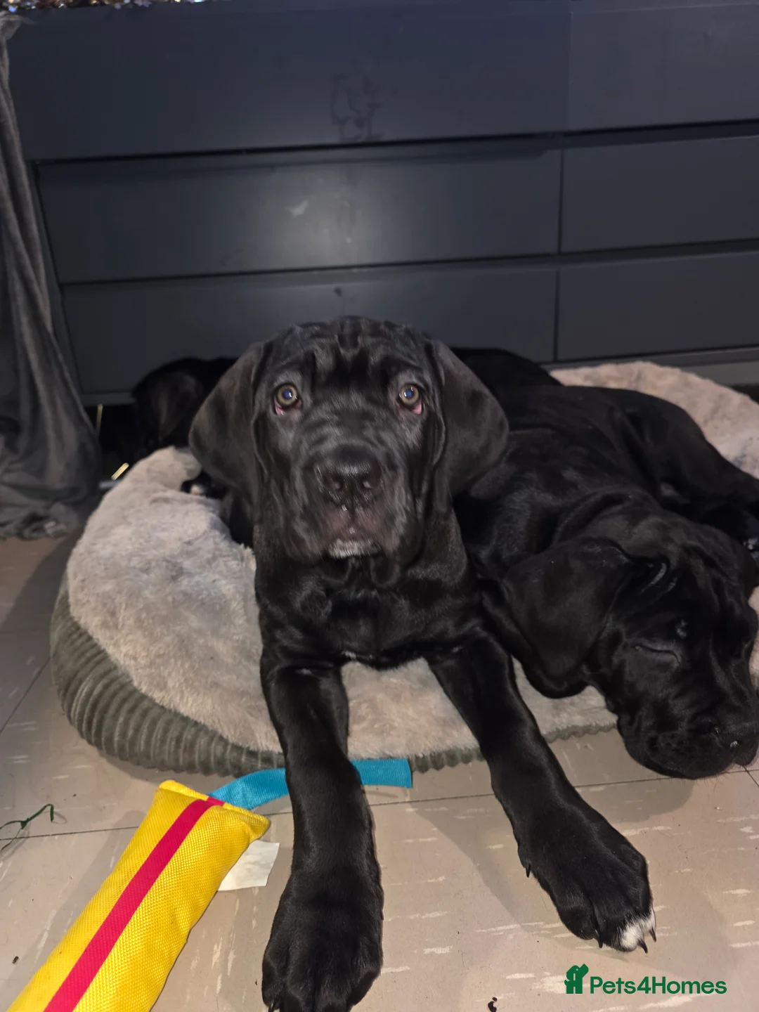 Cane Corso dogs for sale: Gorgeous cane corso puppies  - Advert 7