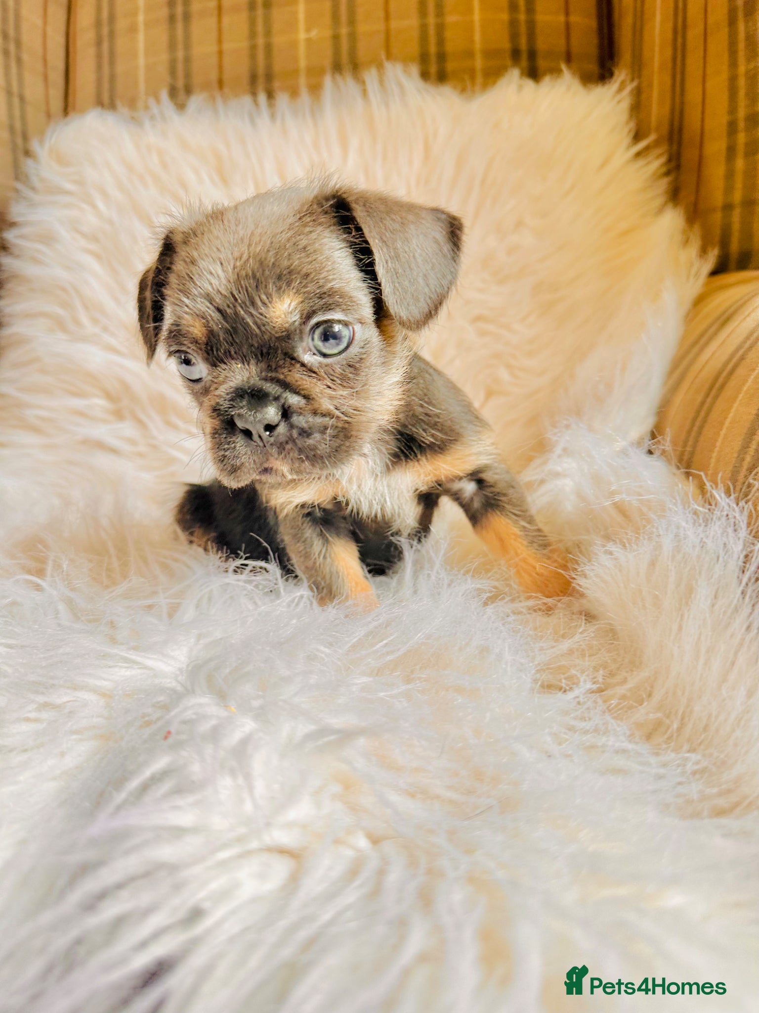 Mixed Breed dogs for sale: Shih Tzu x Frenchie pups - Advert 3