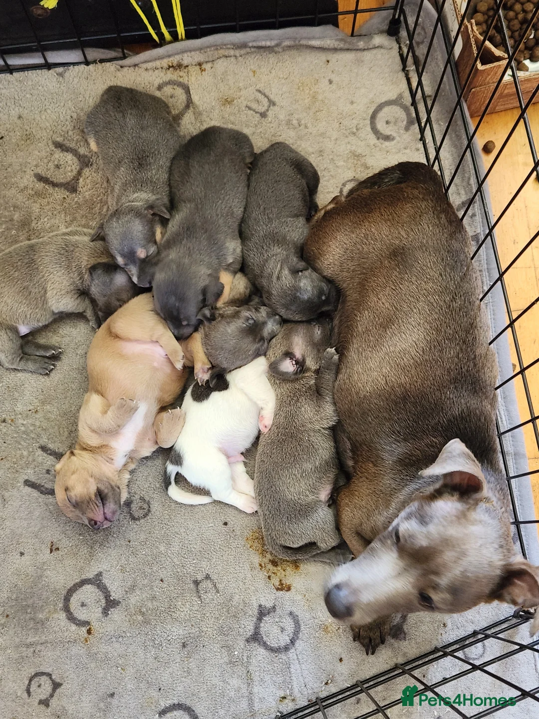 Jack Russell dogs for sale: Blue and sandy Jack Russell puppies - Advert 2