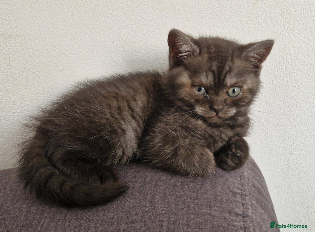 British Shorthair cats for sale: 4 British Shorthair  - Image 6