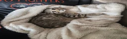 Mixed Breed cats for sale: Bengal x brittish short hair  - Advert 7