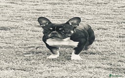 Mixed Breed dogs for sale: Frenchie x pocket bully  - Image 12