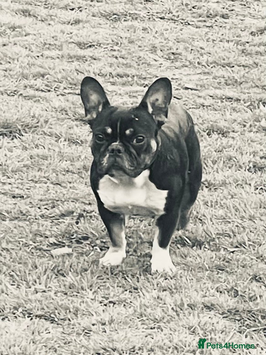 Mixed Breed dogs for sale: Frenchie x pocket bully  - Image 12