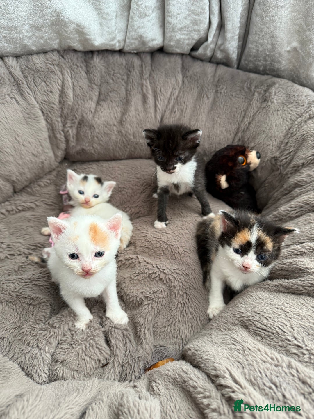 Mixed Breed cats for sale: Half Sphynx  - Image 2