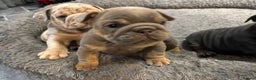 English Bulldog dogs for sale: Amazing quality British bulldog pups  - Advert 18