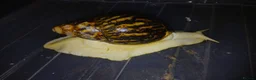 Snails invertebrates for sale: Albino Giant African Snails Marginata - Advert 5