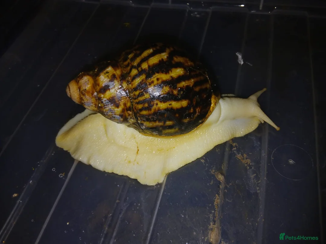 Snails invertebrates for sale: Albino Giant African Snails Marginata - Advert 5