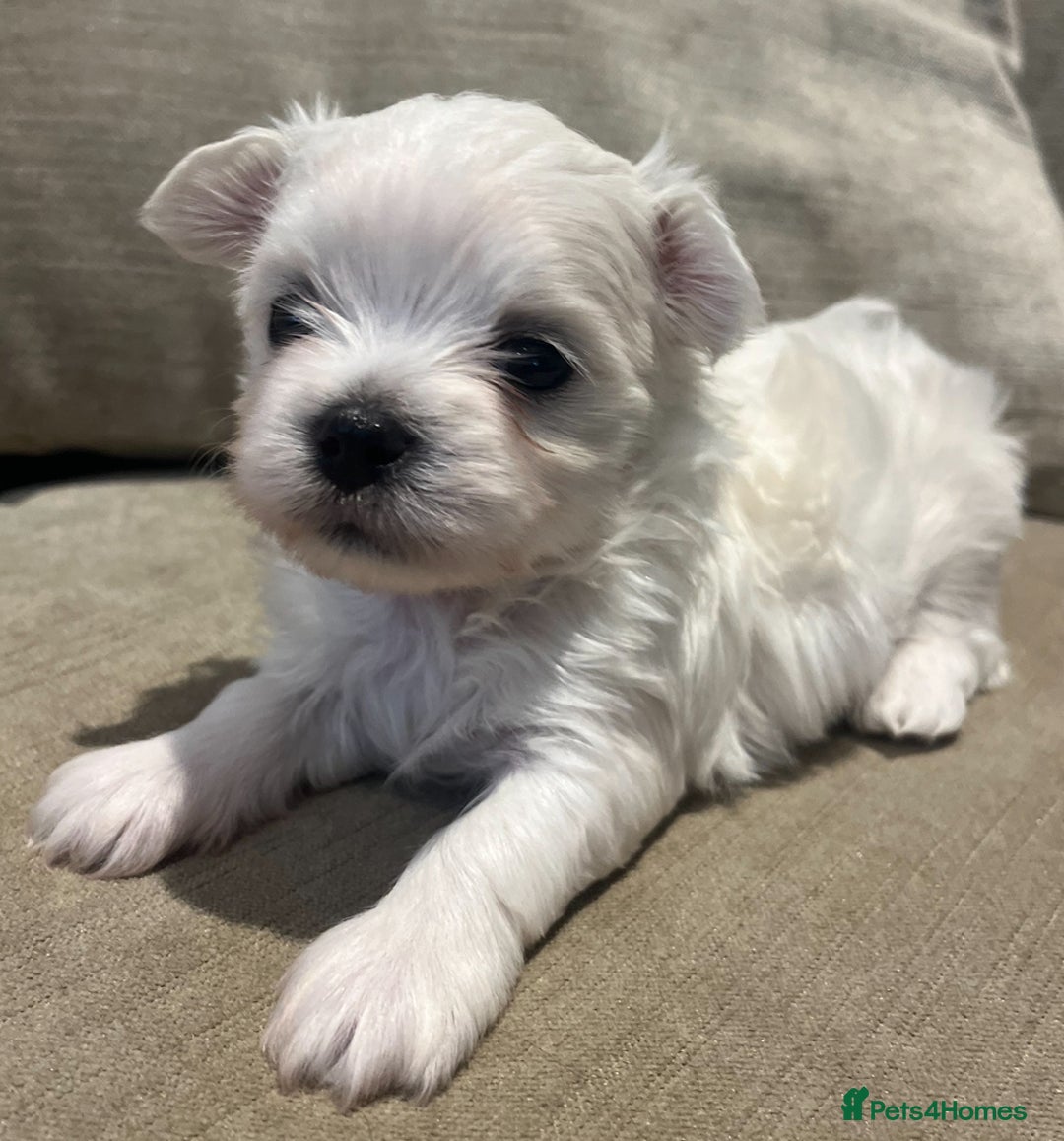 Maltese dogs for sale: Tiny Korean Maltese Boys - Advert 13