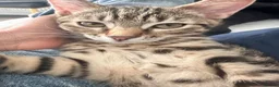 Bengal cats for sale: Bangal cat in London - Advert 7