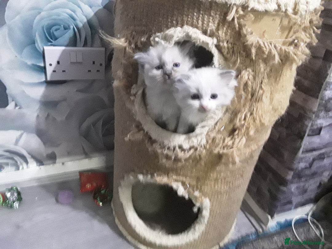 Ragdoll cats for sale: Stunning ragdolls - Advert 11