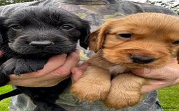 Cocker Spaniel dogs for sale: Cocker spaniels - Image 6