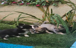 Chihuahua dogs for sale: Long coat Stunning K.C Reg. Puppies **READY NOW** - Image 7