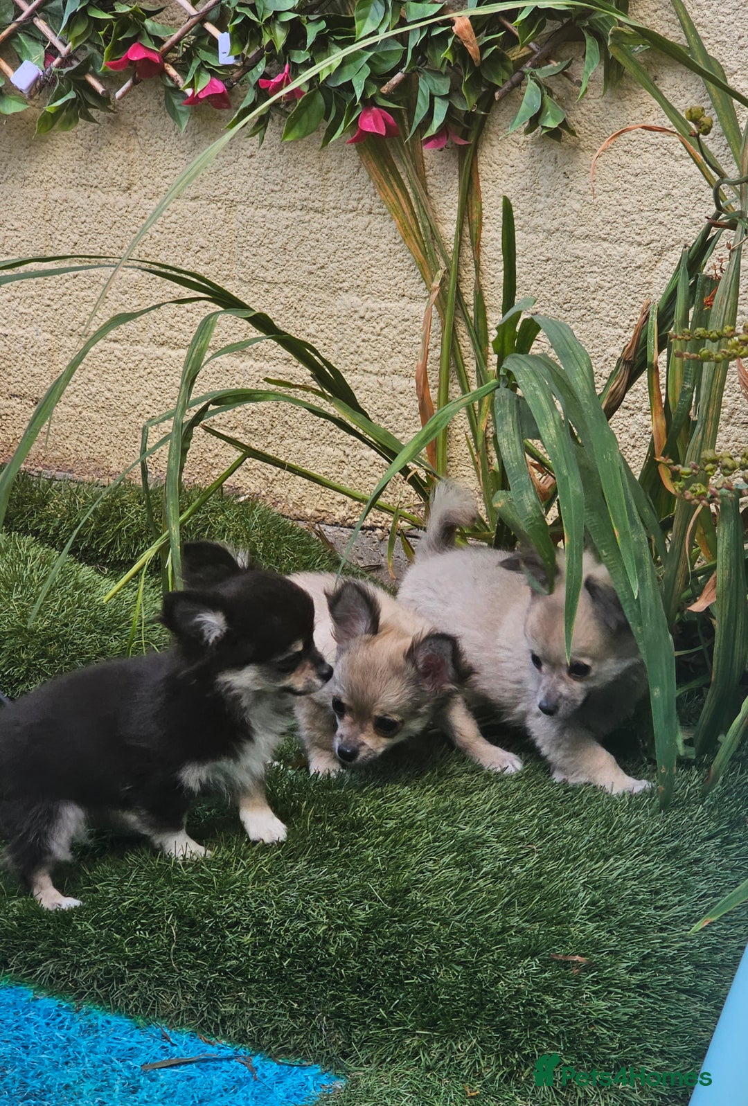 Chihuahua dogs for sale: Long coat Stunning K.C Reg. Puppies **READY NOW** - Image 7