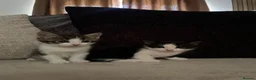 Mixed Breed cats for sale: 5 Beautiful male kittens!  - Advert 10