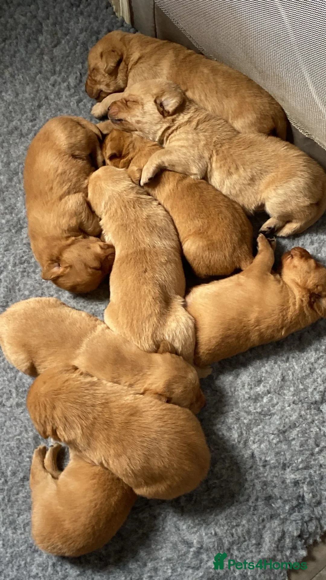 Labrador Retriever dogs for sale: Labrador  in Dorchester - Advert 8