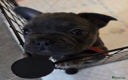 French Bulldog dogs for sale: 3x beautiful girl french bulldog puppies  - Advert 12