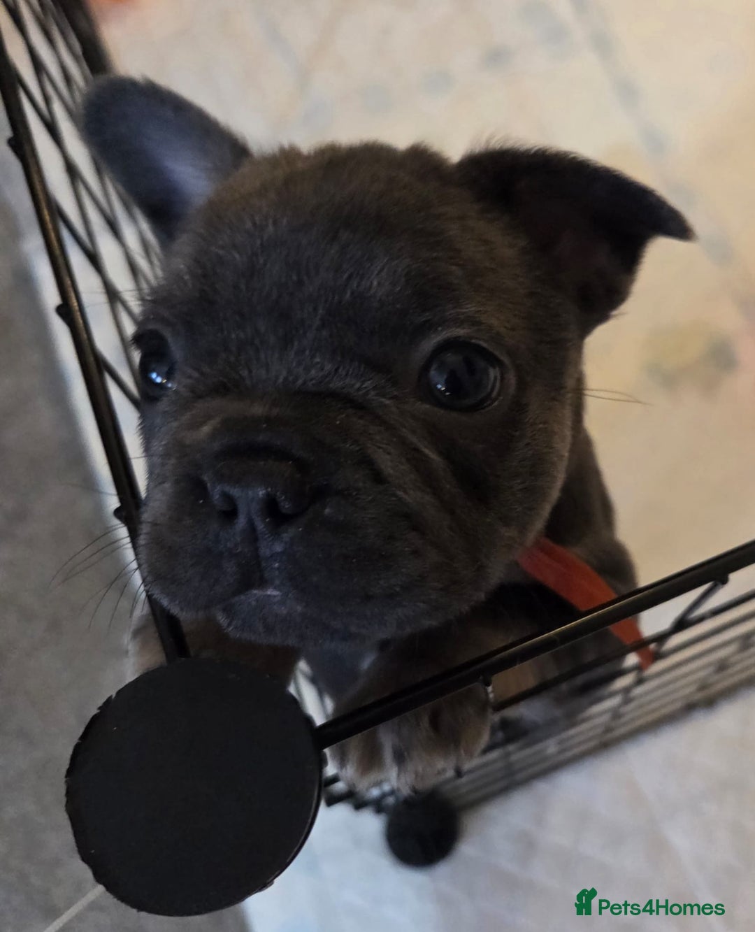 French Bulldog dogs for sale: 3x beautiful girl french bulldog puppies  - Advert 12