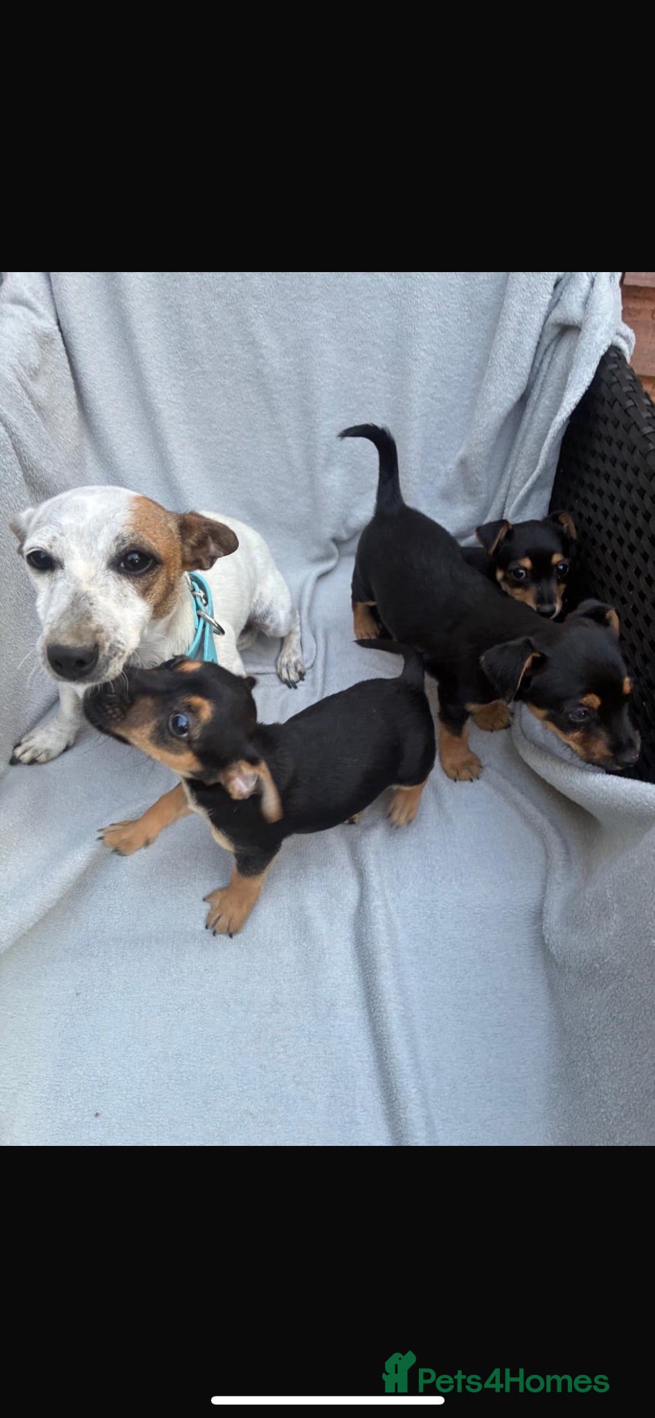 Mixed Breed dogs Jack Russel x Yorkshire terrier puppies  - Advert 1
