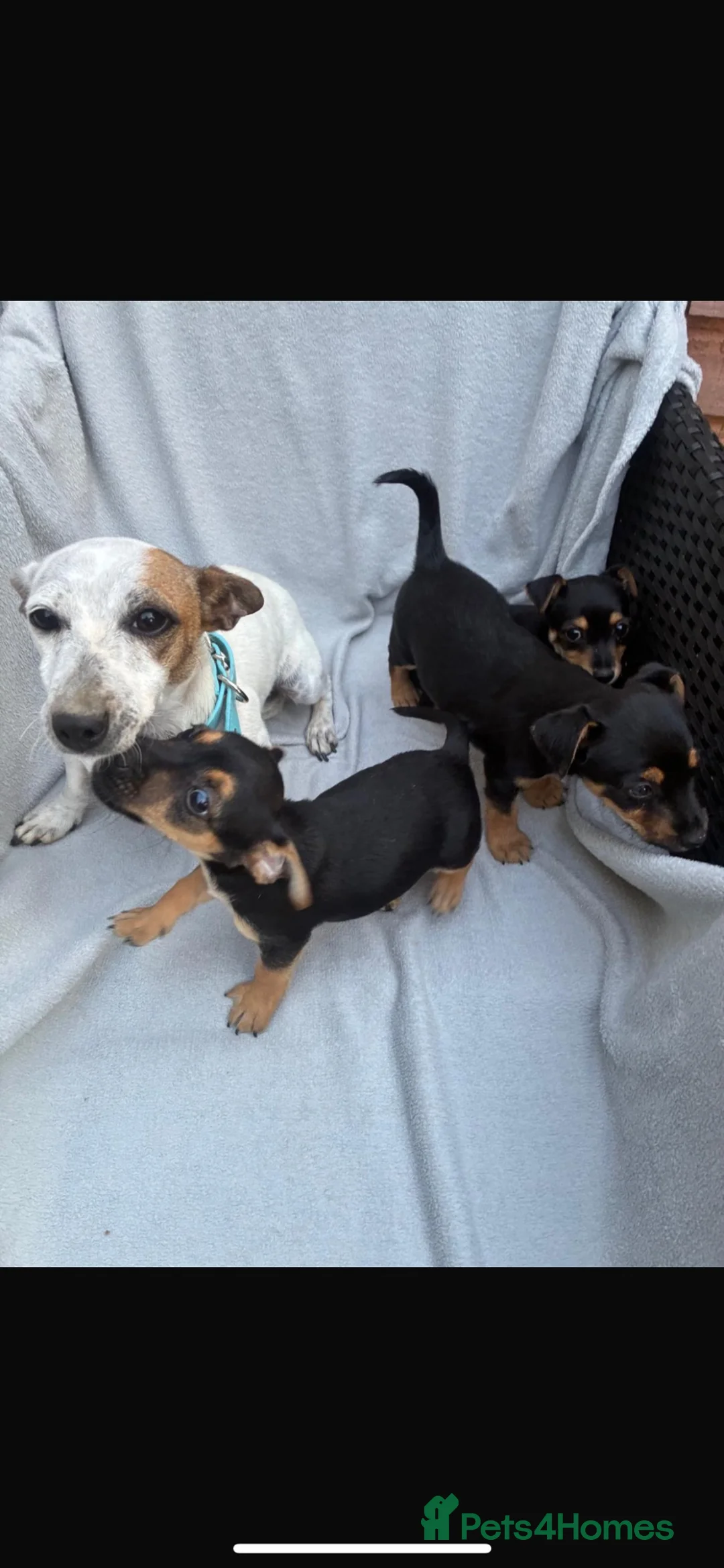 Mixed Breed dogs for sale: Jack Russel x Yorkshire terrier puppies  - Advert 1