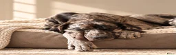 Great Dane dogs for stud: 🩶🖤Unproven Stud🖤🩶 KC Registered Merle 17 month - Advert 1