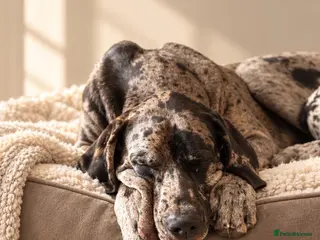 Great Dane dogs 🩶🖤Unproven Stud🖤🩶 KC Registered Merle 17 month - Advert 1