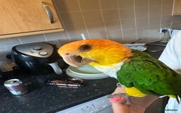 Parakeets birds for sale: Male and Female Caiques - Image 4