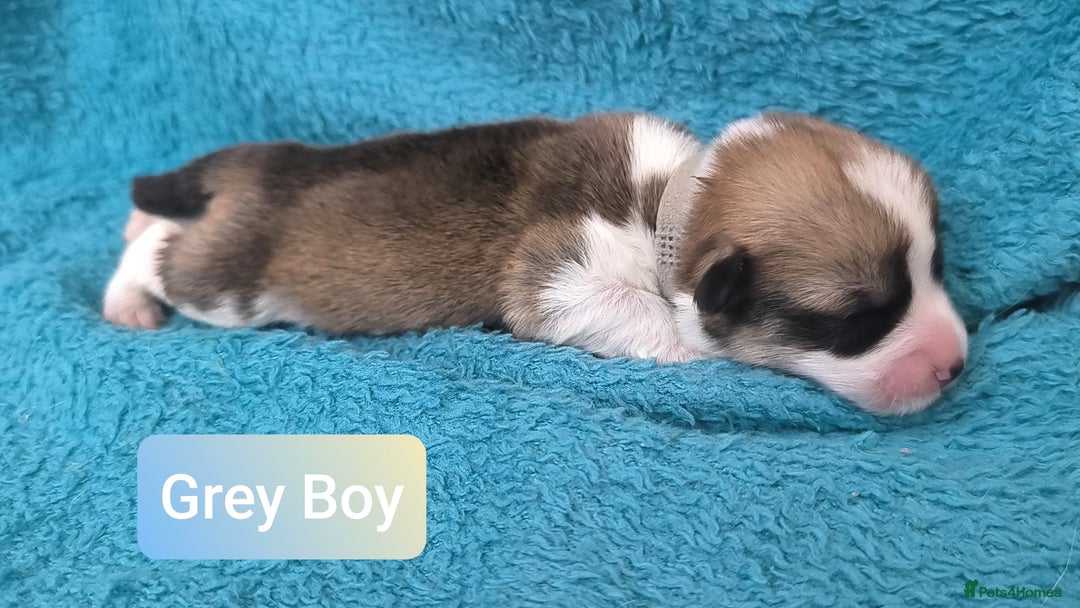 Welsh Corgi Pembroke dogs for sale: Stunning Welsh Pembroke Corgi pups KC registered - Image 4