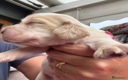 Cocker Spaniel dogs for sale: Outstanding show cocker pups - Image 15